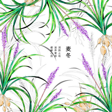 小清新中草药插画麦冬
