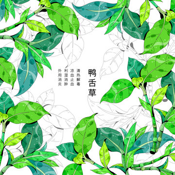 小清新中草药插画鸭舌草