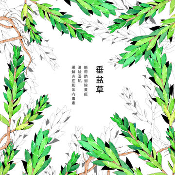 中草药植物插画元素垂盆草