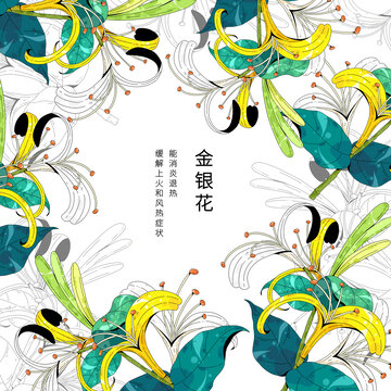中草药植物插画元素金银花