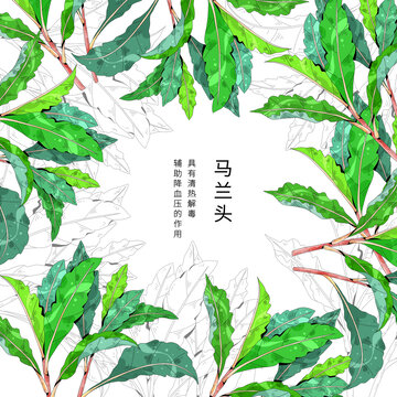 中草药植物插画元素马兰头