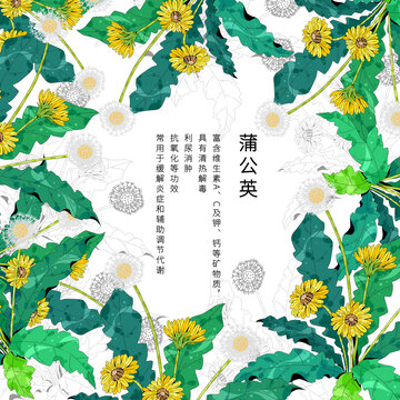 中草药植物插画元素蒲公英