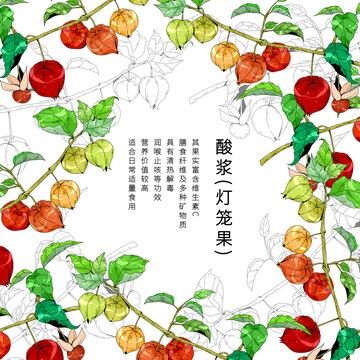 中草药植物插画元素酸浆