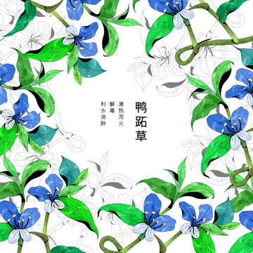 中草药植物插画元素鸭跖草
