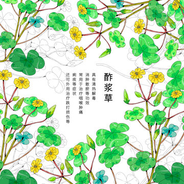 中草药植物插画元素酢浆草
