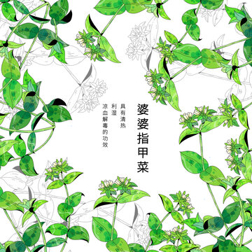 中草药植物插画元素婆婆指甲菜