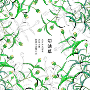 中草药植物插画元素漆姑草