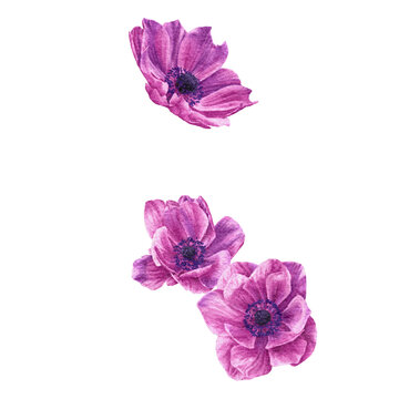 手绘紫色银莲花花卉素材