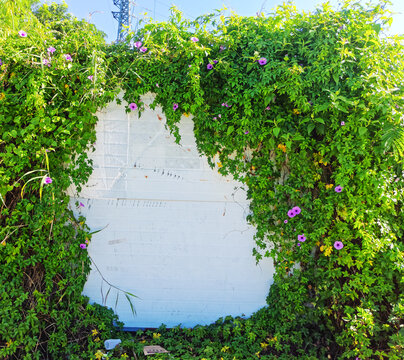 爬满藤蔓的白色墙面紫色牵牛花