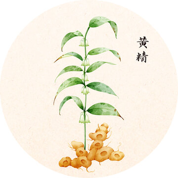 手绘本草纲目插画草部黄精