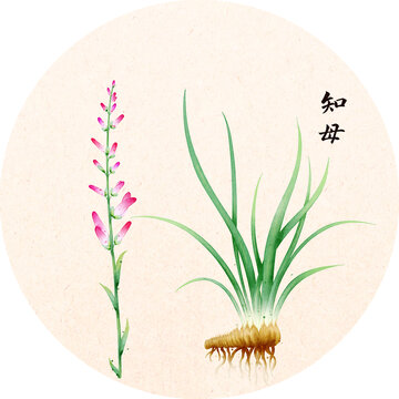 手绘本草纲目插画草部知母