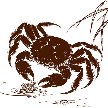 大闸蟹手绘线稿插画包装螃蟹礼盒设计素材