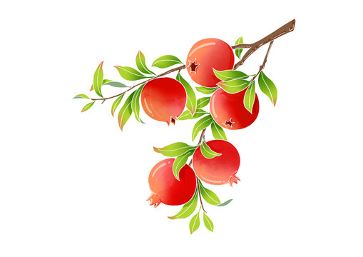 石榴插画
