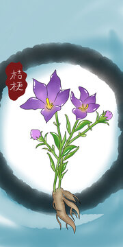 桔梗中药