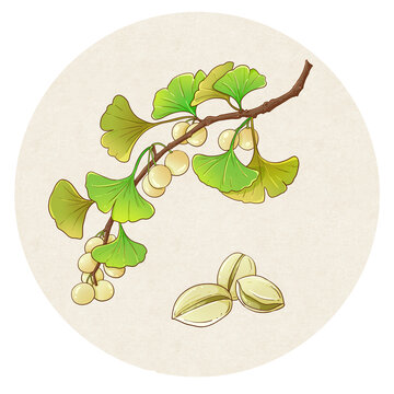 白果中药手绘插画