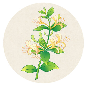 金银花中药手绘插画