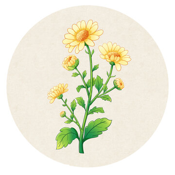 胎菊中药手绘插画