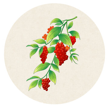 五味子中药手绘插画