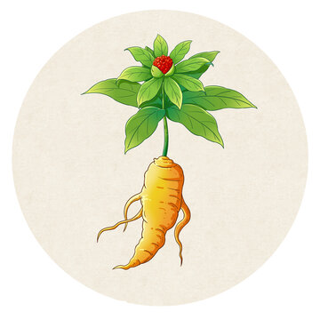 重楼中药手绘插画