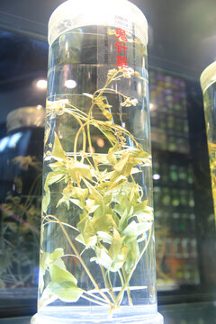 玻璃瓶中植物标本鬼针草展示