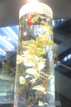 中草药金银花标本
