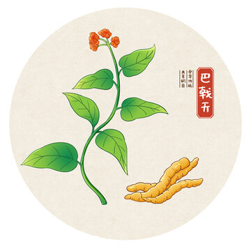巴戟天中药手绘插画