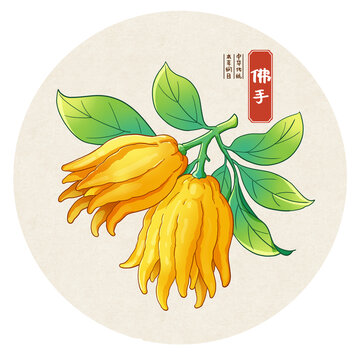 佛手中药手绘插画