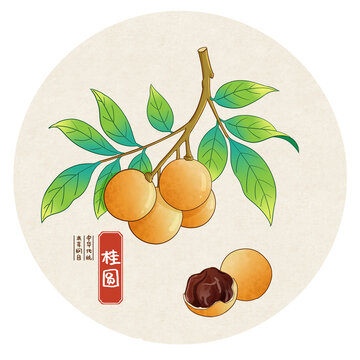 桂圆中药手绘插画