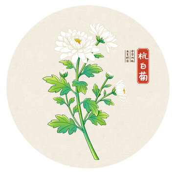 杭白菊中药手绘插画