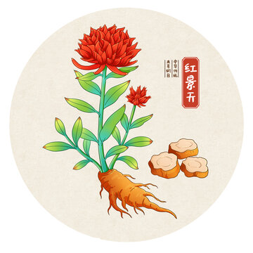 红景天中药手绘插画