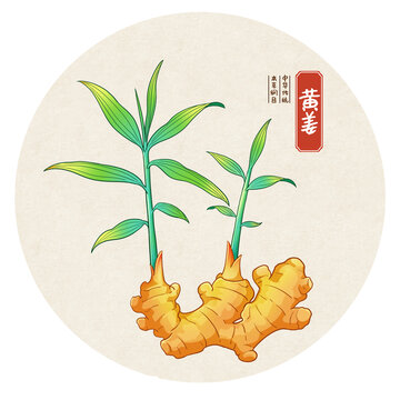 黄姜中药手绘插画