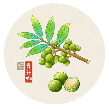 青花椒中药手绘插画