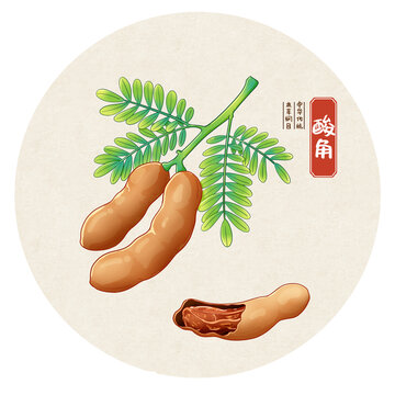 酸角中药手绘插画