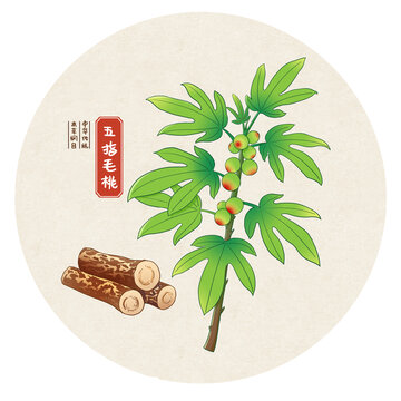 五指毛桃中药手绘插画