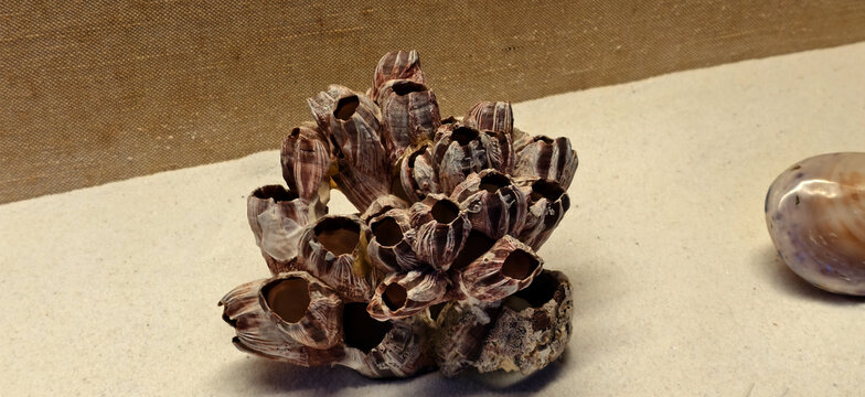 海葵标本