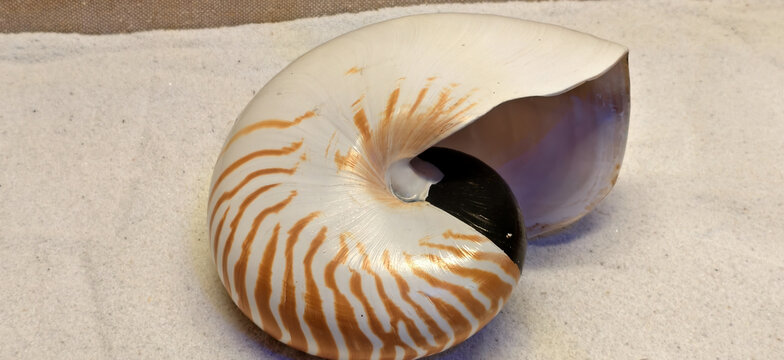 鹦鹉螺贝壳特写