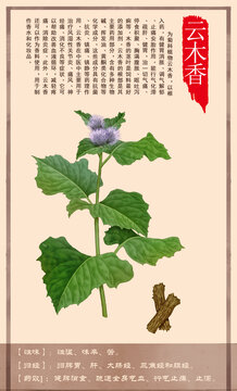 中草药云木香