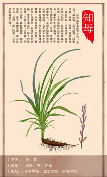 中草药知母