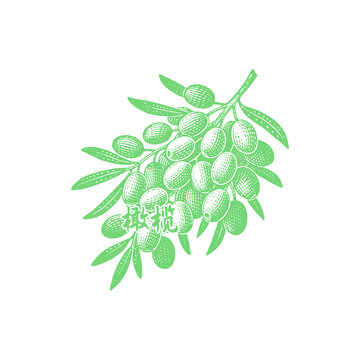 橄榄免扣手绘素材