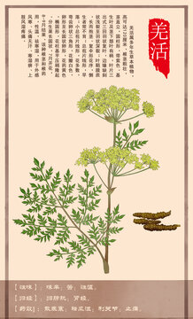 中草药羌活