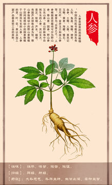 中草药人参