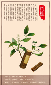 中草药肉桂