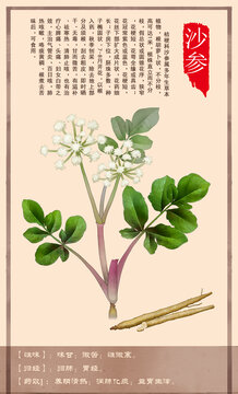 中草药沙参