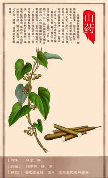 中草药山药