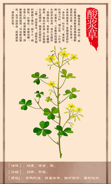 中草药酸浆草