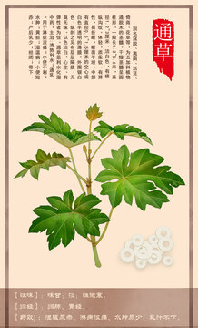 中草药通草