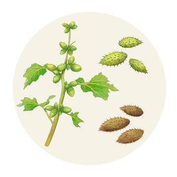 手绘水彩中药药材苍耳