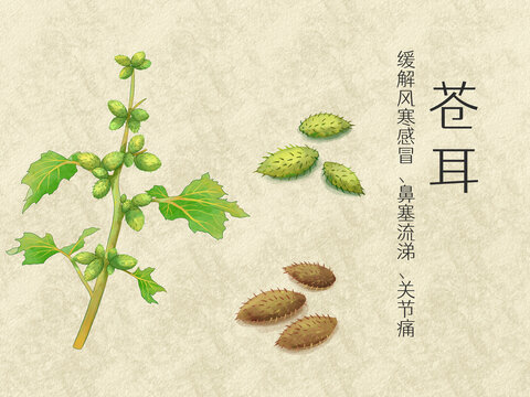 手绘水彩中药药材苍耳插画