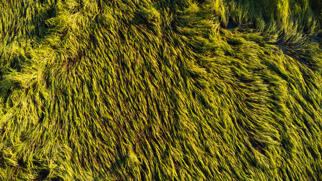 稻田里倒下的稻子。稻株因强风和雨水在收割前倒伏。稻子因秸秆折断而受损，使得收割更加困难。