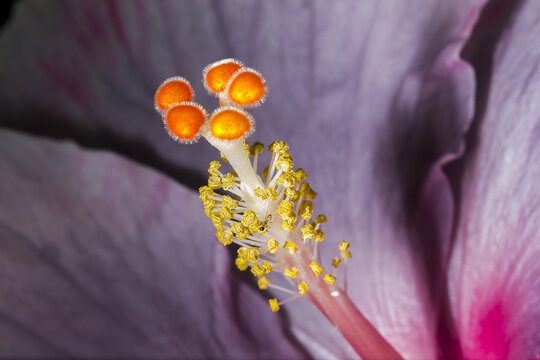 紫色木槿花的花粉